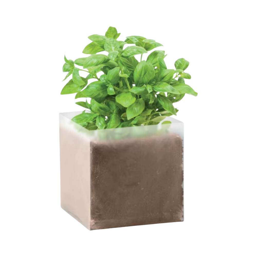 Basil Compost with Seeds
