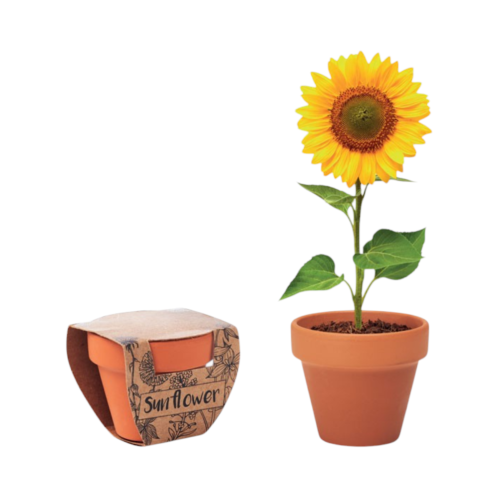 Sunflower Terracotta Pot